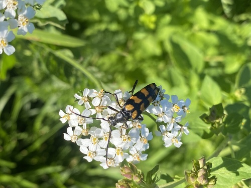 four-banded longhorn beetle