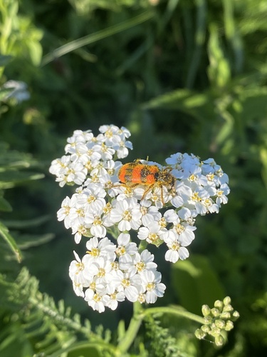 Bee-eating Beetle
