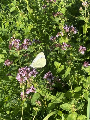 Green-veined White