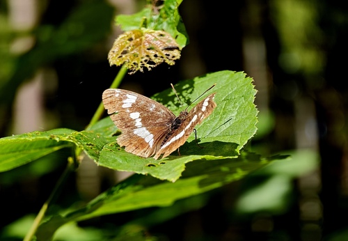 Eurasian White Admiral
