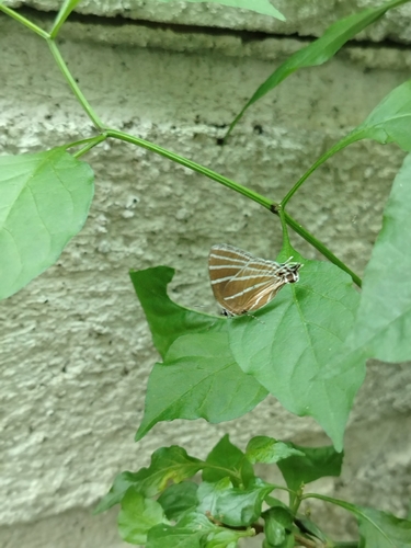 Barajo Hairstreak
