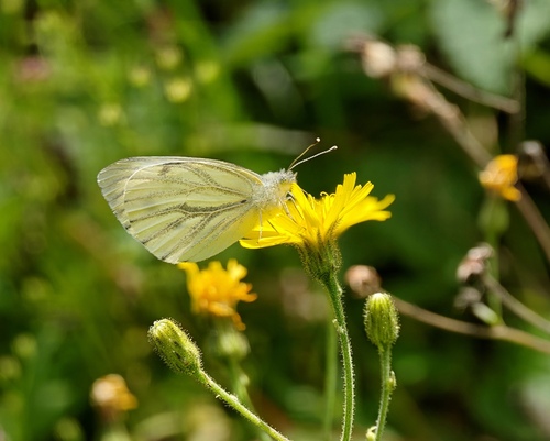 Green-veined White