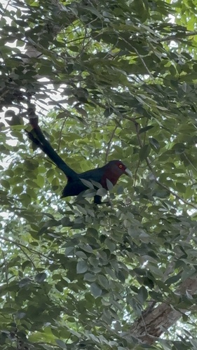 Chestnut-breasted Malkoha