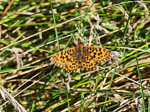 Weaver's Fritillary