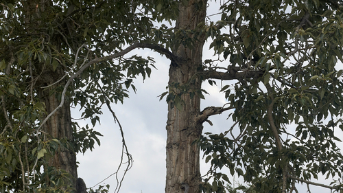 balsam poplar
