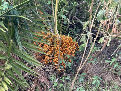 Reclining Date Palm
