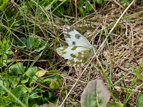 Eastern Bath White