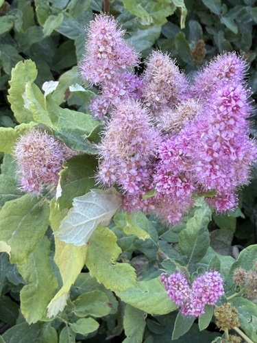 Rose Spirea