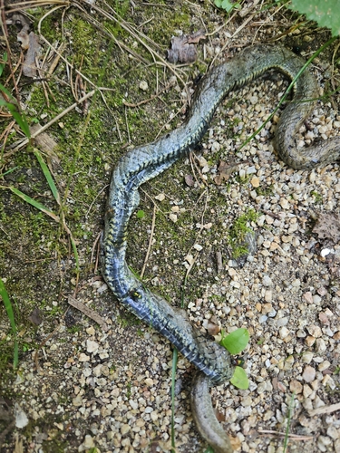 grass snake