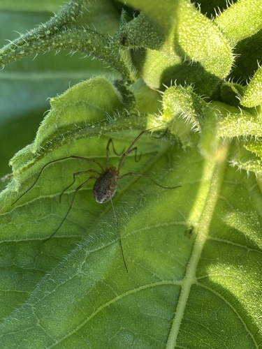 European Harvestman