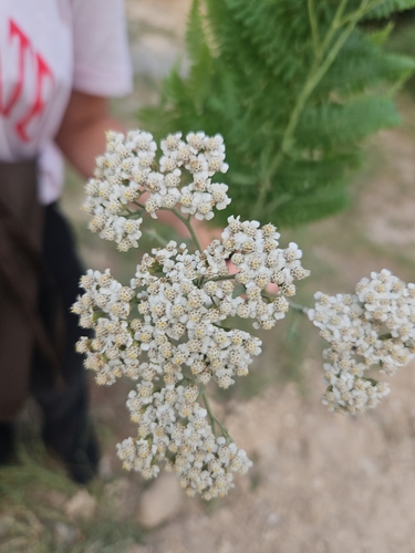 common yarrow
