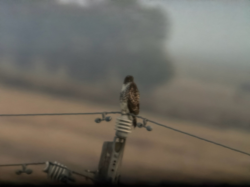 Red-tailed Hawk