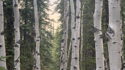 quaking aspen