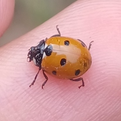 Seven-spotted Lady Beetle