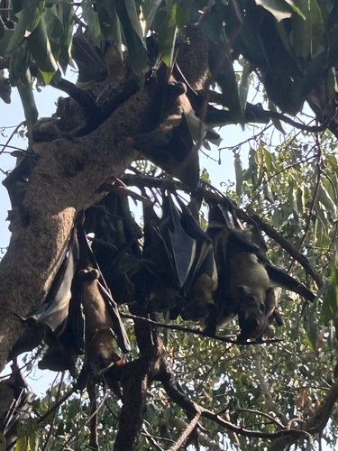 Straw-coloured Fruit Bat
