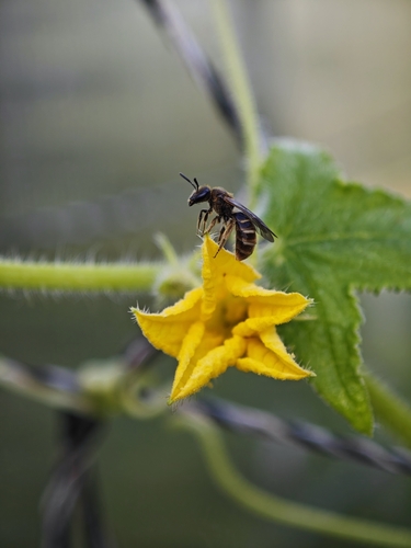 Common Furrow Bee