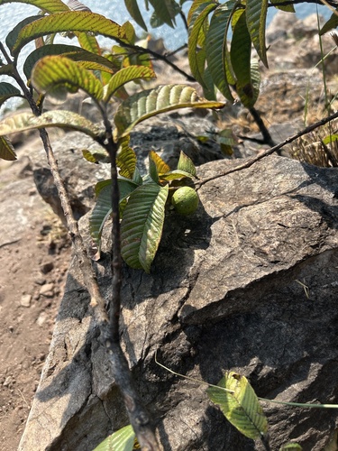 Common guava