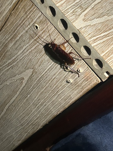 American Cockroach