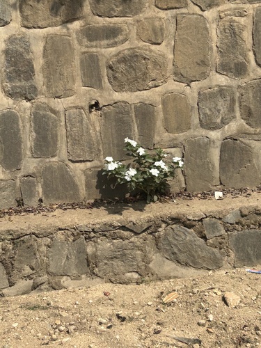 Madagascar Periwinkle