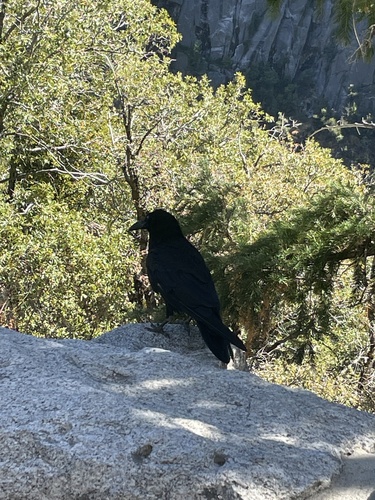 iNaturalist observation photo of Common Raven