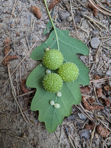 Cherry Gall Wasp