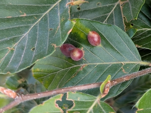 Beech Gall Midge