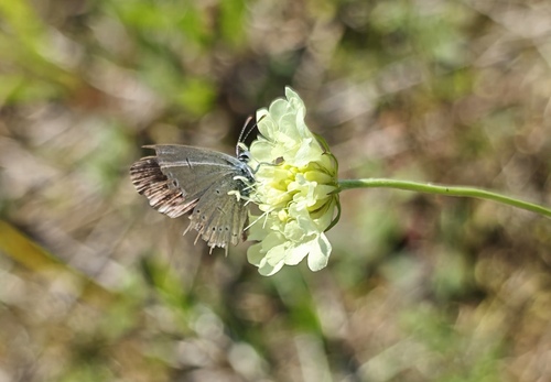 Small Blue