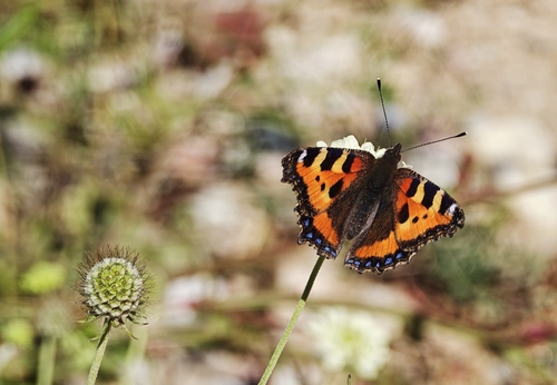 Small Tortoiseshell