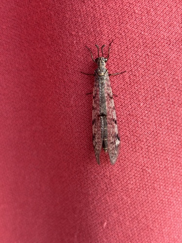 Spotted-wing antlion