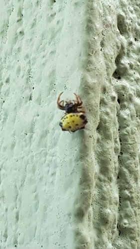 Spinybacked Orbweaver