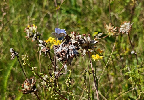 Common Blue