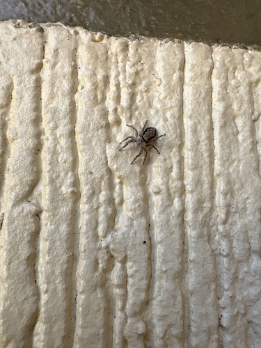 Gray Wall Jumping Spider