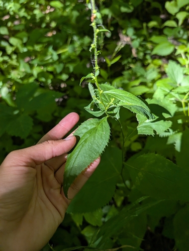 broad-leaved goldenrod