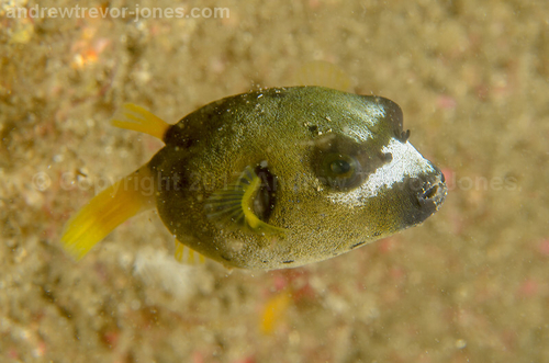 Blackspotted Puffer