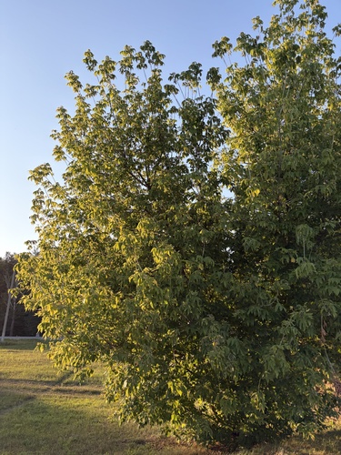 box elder