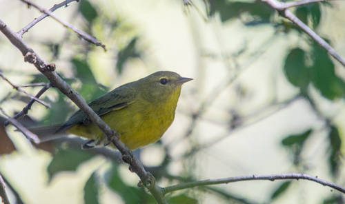 iNaturalist observation photo of Orange-crowned Warbler