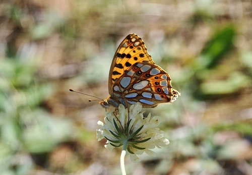 Queen of Spain Fritillary