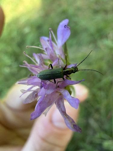 Chrysanthia viridissima