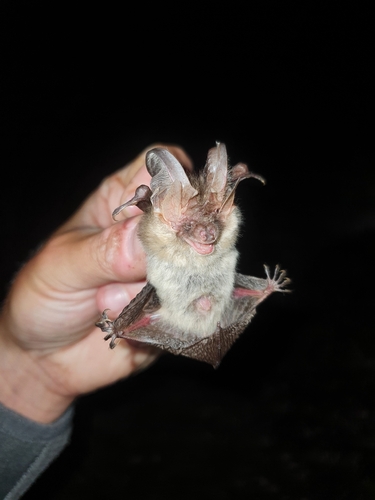Brown Long-eared Bat