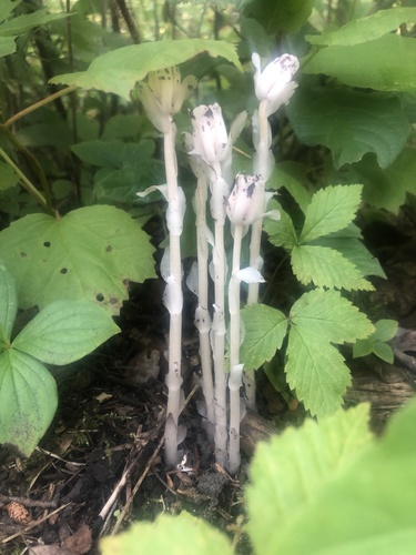 Ghost Pipe