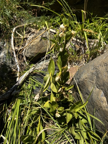 California Lady's Slipper