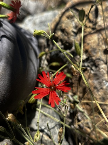 cardinal catchfly