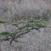 Acacia drepanolobium
