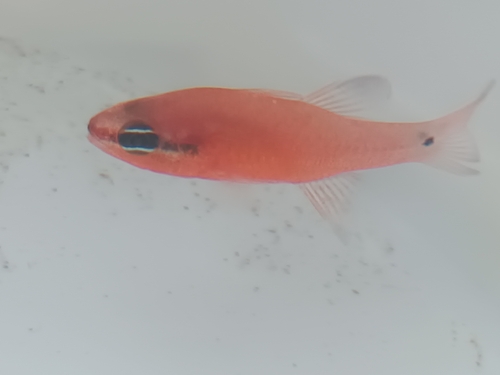 Mediterranean Cardinalfish