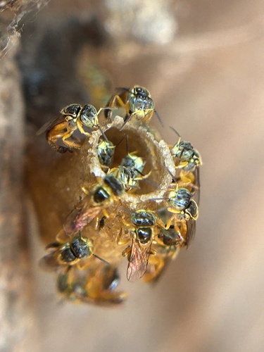 Narrow Stingless Bee