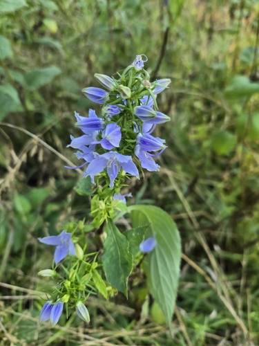 tall bellflower