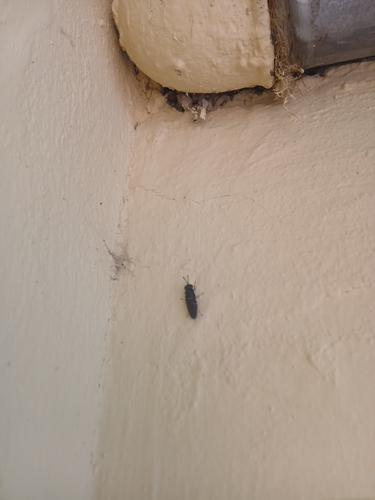 Black Soldier Fly