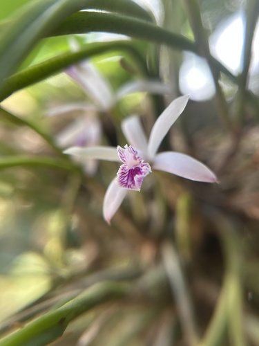 Cattleya lundii