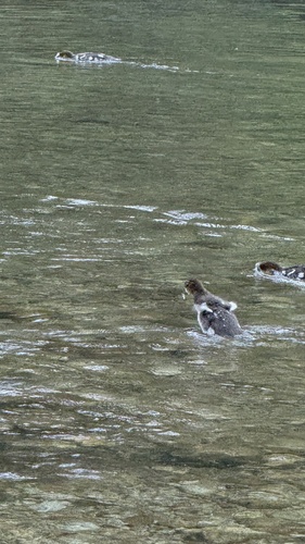 iNaturalist observation photo of Common Merganser