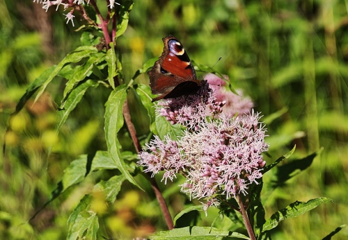 European Peacock Butterfly